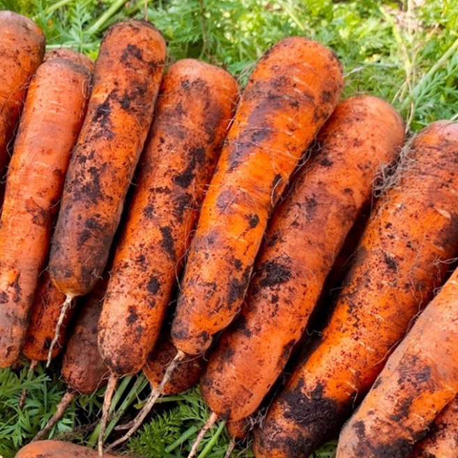 제주 당근 국내산 구좌 흙당근, 1박스, 2kg