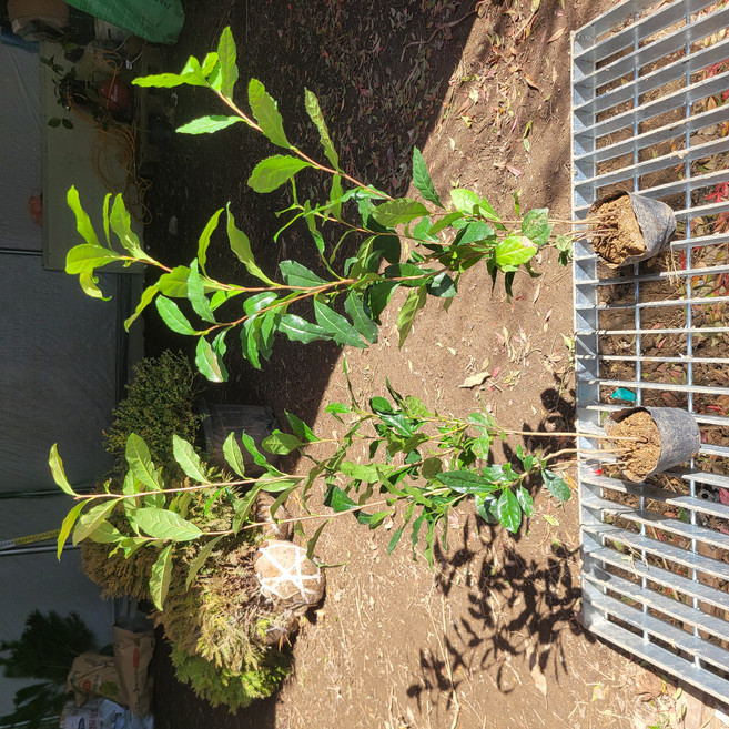 녹차나무 차나무 실생5년포트, 1개, 녹차