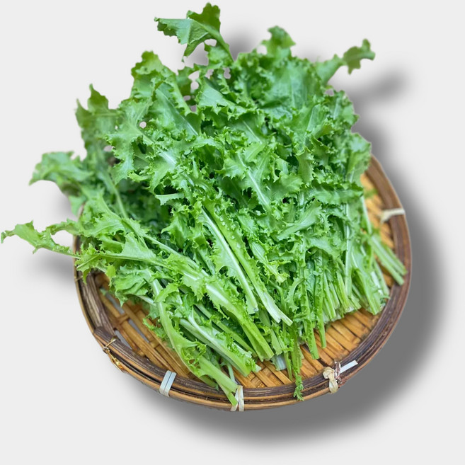 애초야 치커리 산지직송 당일수확 제철 신선한 채소 국내산 1.8~2KG 1BOX, (국내산)치커리 (1.8~2KG), 1kg, 1개