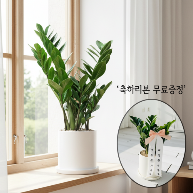 앙플랜트 개업 축하 돈나무 화분 식물 금전수, 마사토, 1개