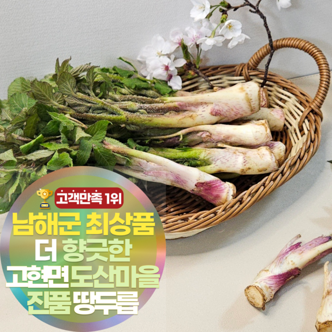 삼시세끼연구소 도산마을 남해안 두릅 땅두릅, 1개, 500g