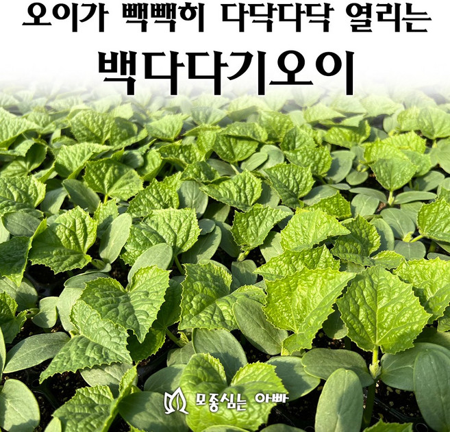 [모종심는아빠] 다닥다닥 열리는 백다다기오이 모종, 모종5개, 1개