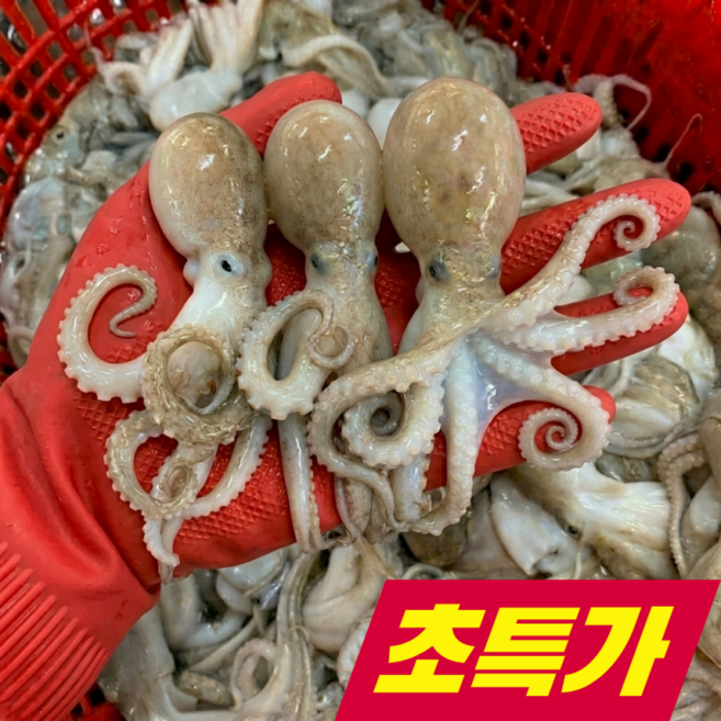 [초특가판매] 당일조업 신선한 쭈꾸미 마지막물량, 1개, 1kg