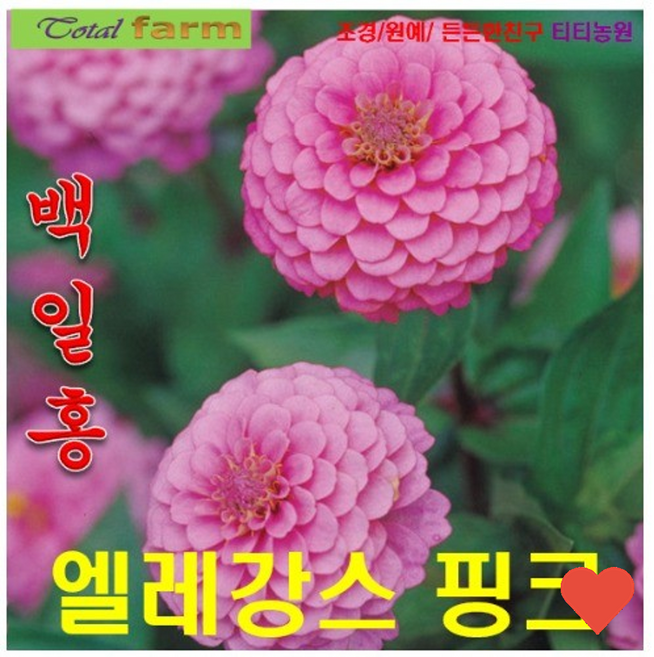 씨앗 모종 백일홍 10, 1개