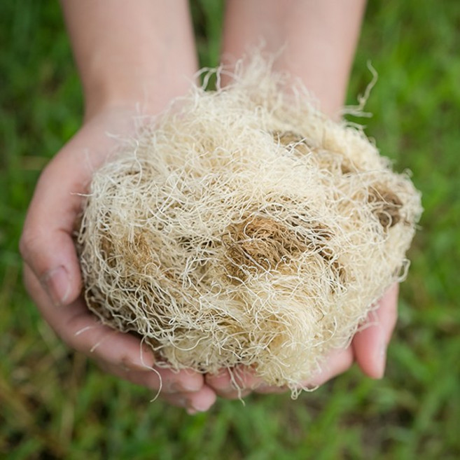 국산 옥발(옥수수수염) 200g 말린 건조 건 옥수수털 옥미수 차 한방 국내산, 13YC_국산옥발(옥수수수염)200g, 1개