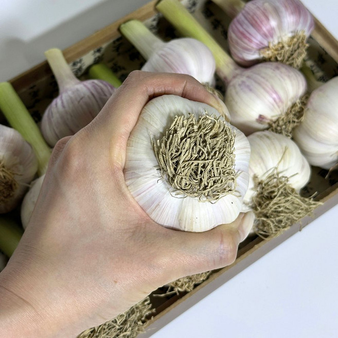 대아프레시 야채 아저씨네 국내산 햇 주대 장아찌 창녕마늘, 1박스, 특상 1kg