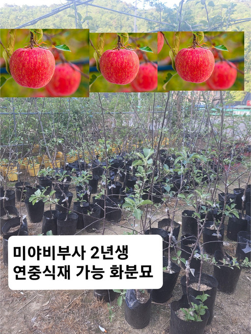 만홍부사 묘목 감홍 사과묘목 미야비 사과나무 2년생 특묘, 미야비 부사 분묘, 1개