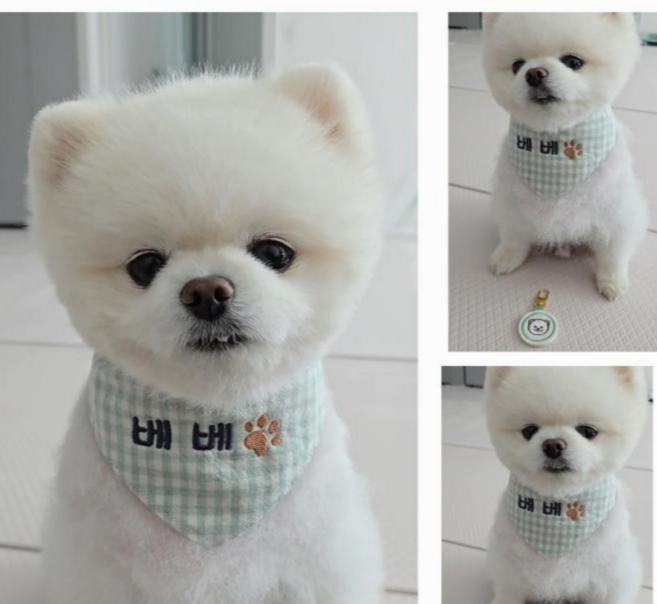 자수그림 반려견스카프 강아지 케이프 이름표 고양이 애견 턱받이, 블루, 스마일, 1개