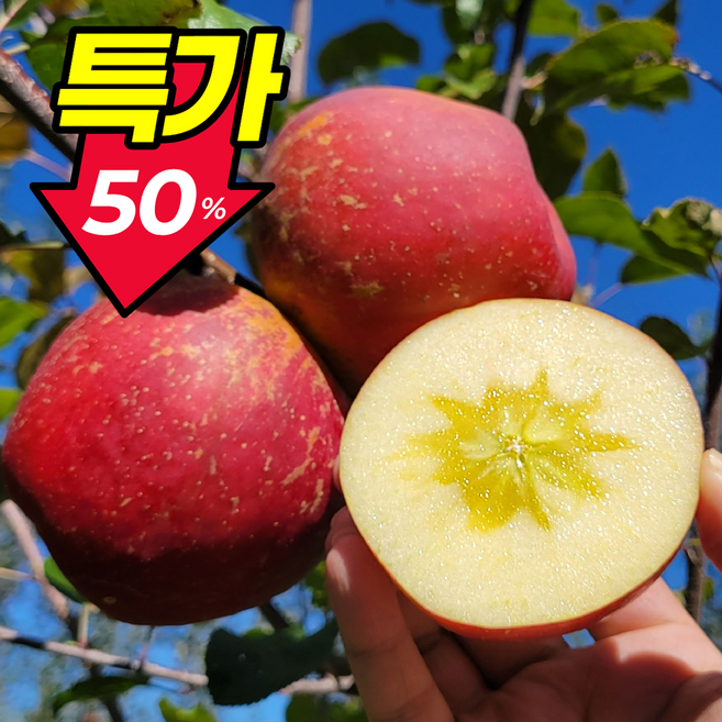 [마지막초특가] 딱100박스만 고당도 부사사과, 1박스, 5kg