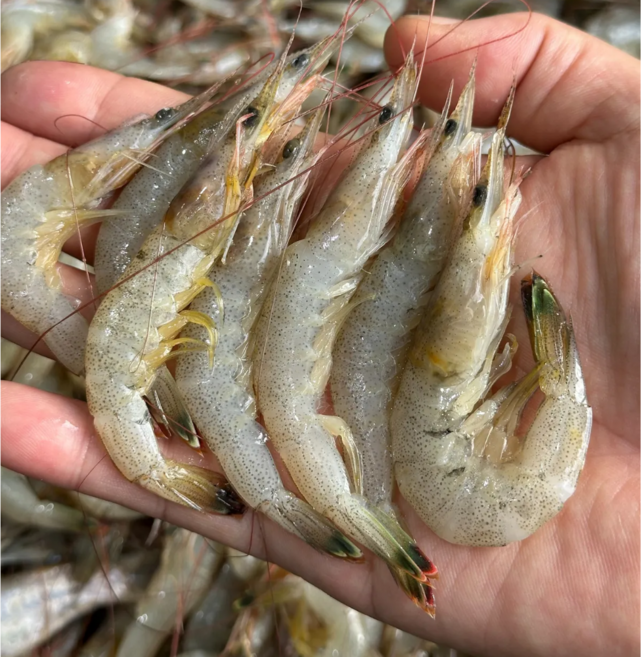 [자연해담] 당일어획 제철 국산 여수 중하새우 급냉 자연산 생새우 김장용 구이용, 1박스, 10kg