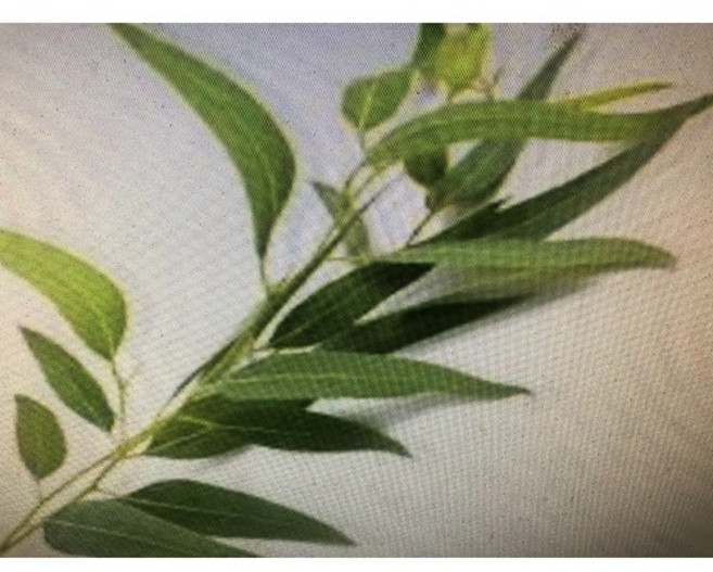 澳洲茶樹純精油 450G, 1個