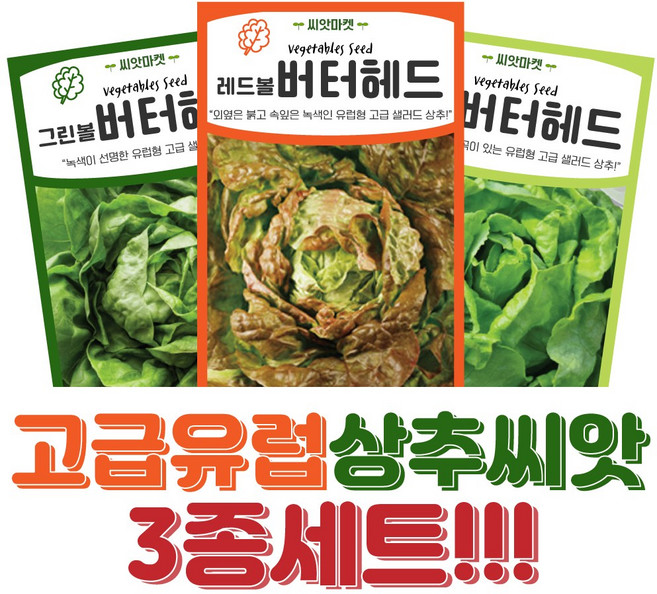 유럽형 샐러드 상추 씨앗 3종 세트 그린볼 레드볼 버터헤드 상추씨 종자, 1개