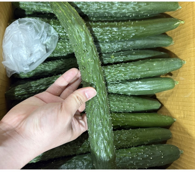 국내산 가시오이 못난이 가정용 3kg 5kg 10kg, 1박스