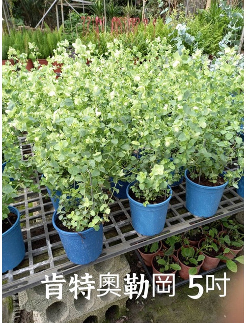 霏霏園藝 肯特奧勒岡 5吋盆栽，居家綠植美化, 1個