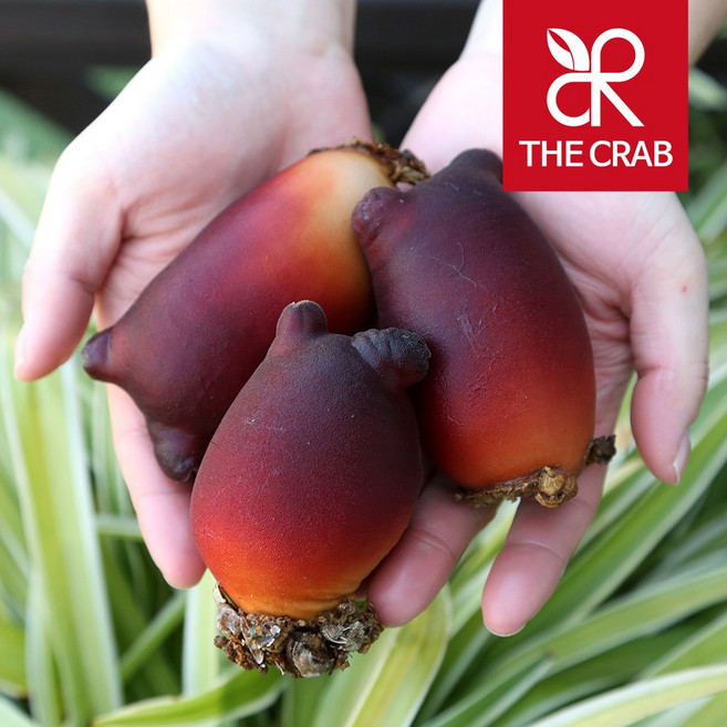 더꽃게 동해 제철 비단멍게 1kg, 1개