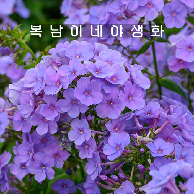 프록스 스위트썸머 오션 [1개 복남이네야생화 모종 플록스 phlox], 1개