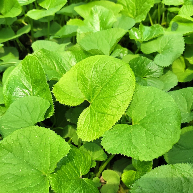 강원도 곰취 곰치 곰취나물, 1kg, 1개