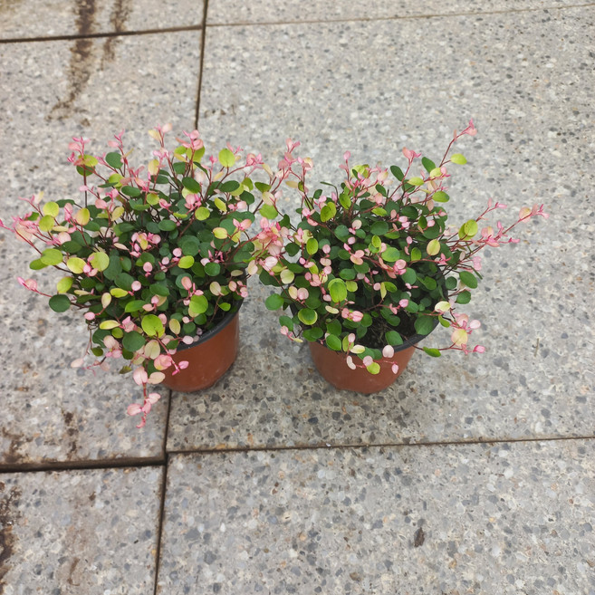 핑크트리안2개묶음, 2개