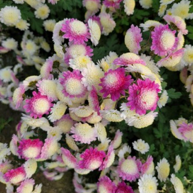 꽃심야생화 분재삼색국화 백봉 모종 소품 노지월동다년초 가을개화, 분홍, 3개