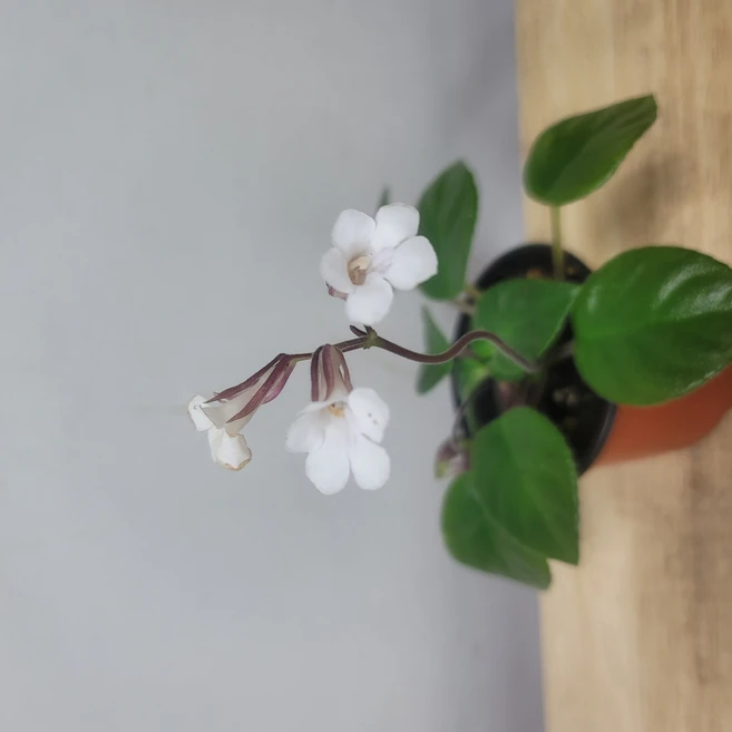 봄봄 타미아나 메이시 연중꽃개화, 1개 - 쿠팡