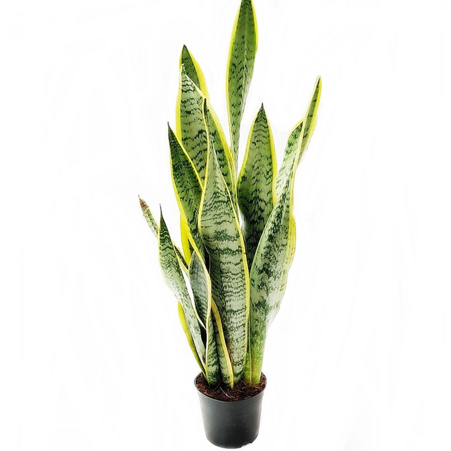 도도팜 스투키 산세베리아 수퍼바 금전수 본쉘스투키 스투키20cm 스투키30cm 스투키40cm 스투키50cm 금전수 (중) 공기정화식물, 16. 산세베리아 45c 1개, 1개