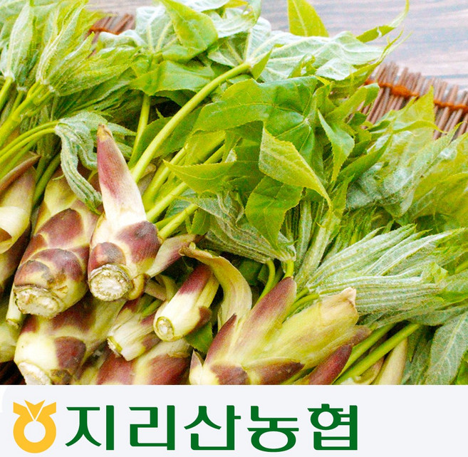 [지리산농협] 지리산 엄나무순 개두릅, 1kg, 1개, 1박스