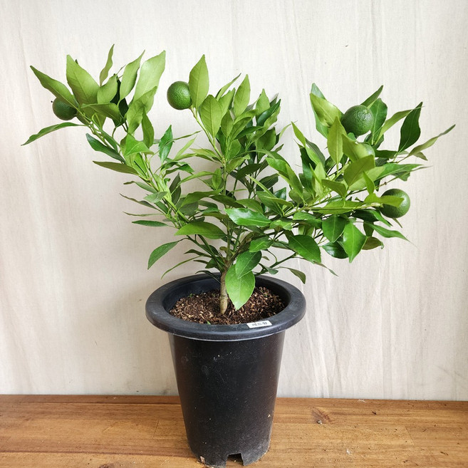 [무지개정원] 레드향나무, 1개