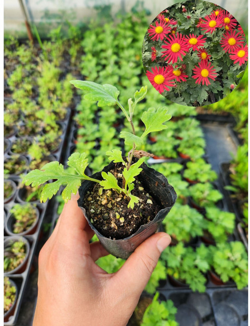 빨강구절초 예쁜가을구절초 3치포트, 1개