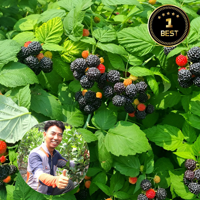 국내산 햇 토종 복분자 급냉 최고당도 제철 과일 산지직송, 1개, 5kg (특품)