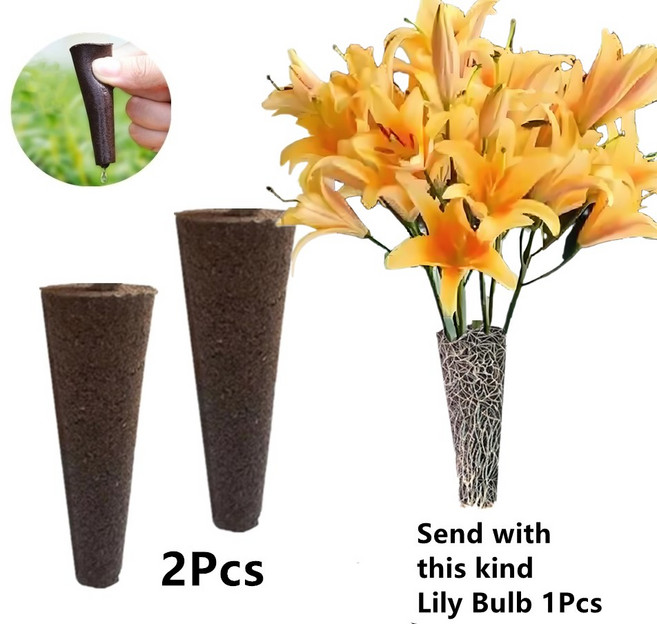 무토양 수련 구근 재배세트 (아마릴리스), H, 1개