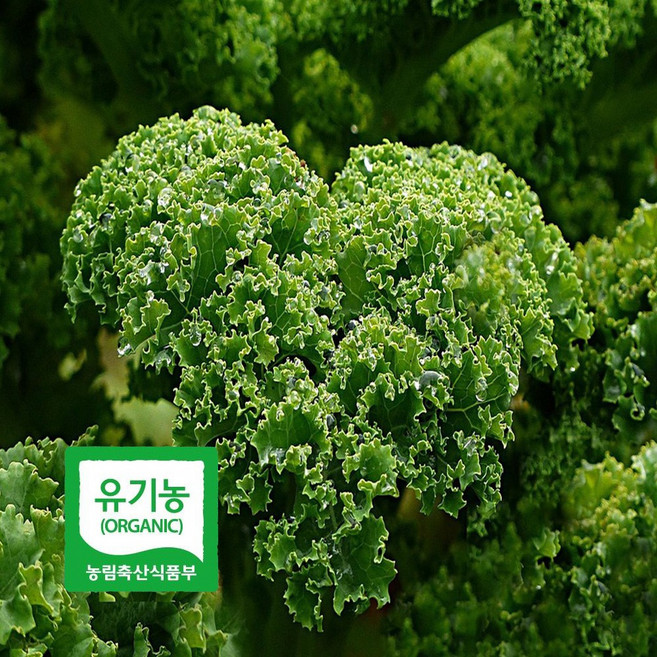 초록초록팜 국내산 유기농 곱슬 케일 2kg 신선채소 산지직송 샐러드용 즙용 건강 야채 친환경 ZU, 1