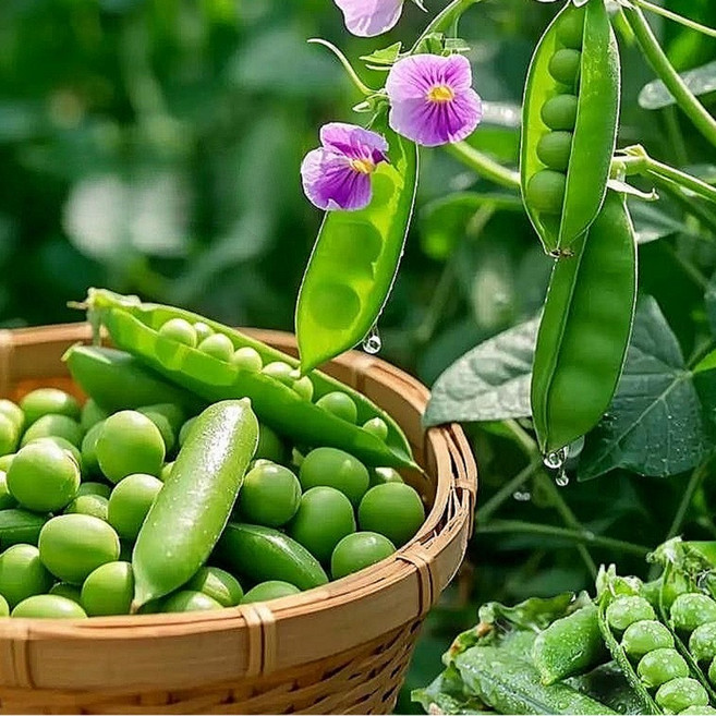 [26년수확] 국내산 산지직송 완두콩 고소달큰한 햇완두콩, 1kg, 1박스