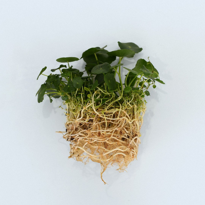 마이플랜트 워터코인 세척 모종 소형 수경재배식물, 2개