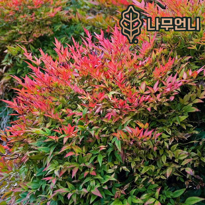 남천나무 미니남천(소스랑남천) 나무언니, 키100cm 분묘(5개1세트), 1개