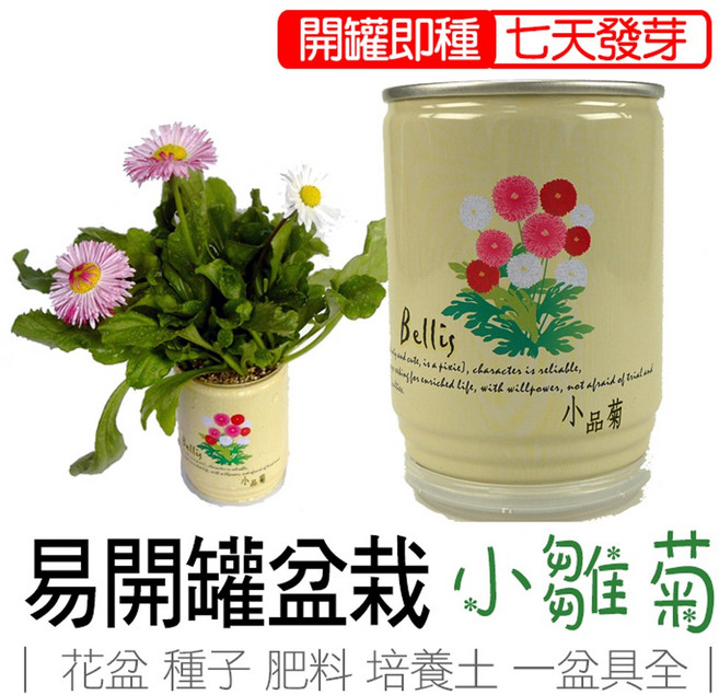 iPlant 易開罐盆栽 小雛菊