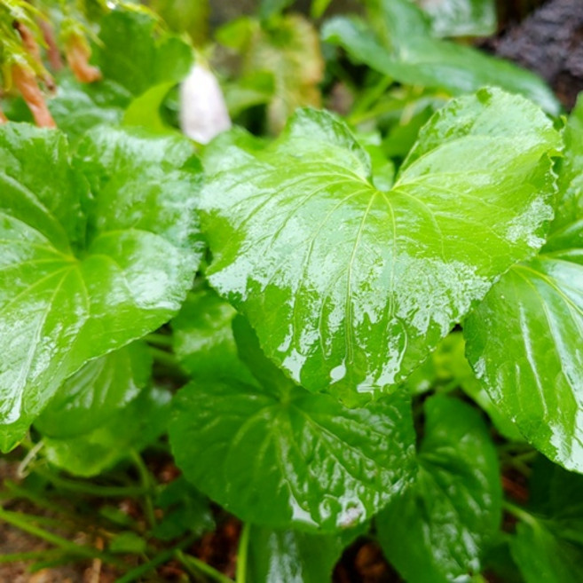 [자연산100%] 곰취 나물 강원도 고산지대 야생곰취 산지직송 햇 생곰취나물 최상품 디아머스, 1개, 1kg