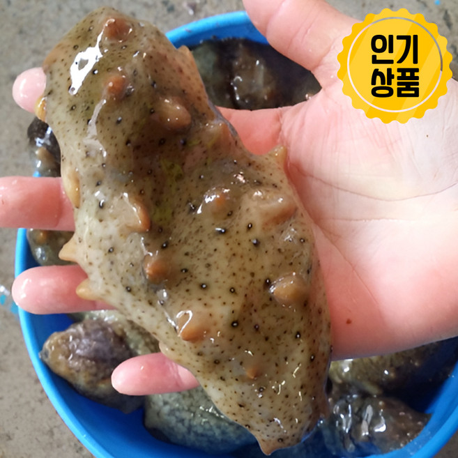국내산 산지직송 신선한 제철 자연산 활 참해삼, 1개, 500g