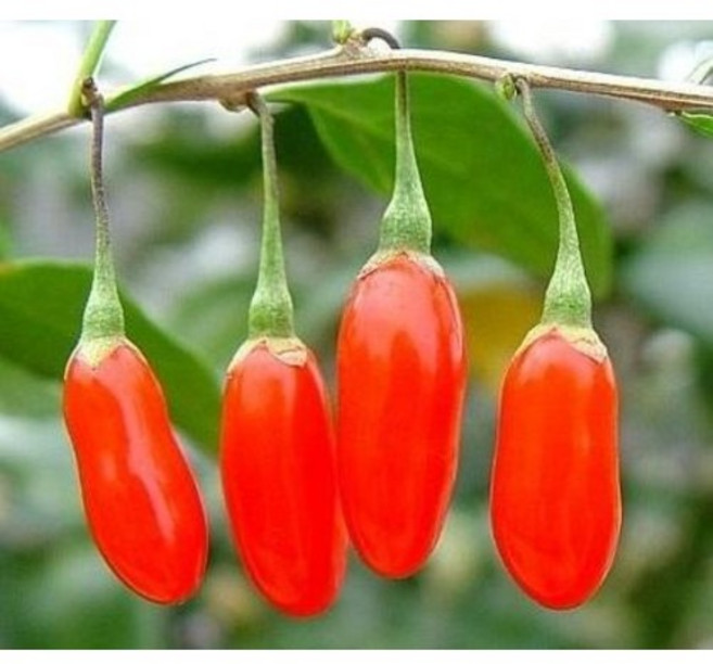 구기자나무 묘목 2년생 결실주 충청농원, 1개