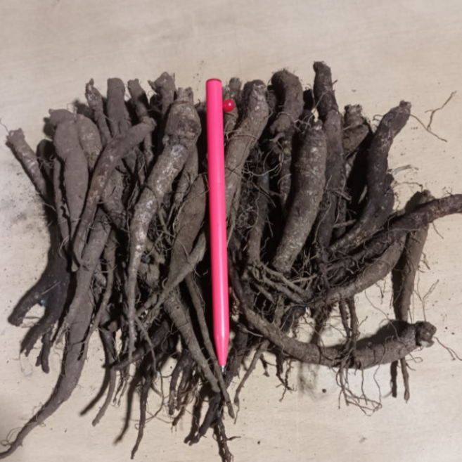 제주 흙 더덕(양유) 2년생 종근 1kg 약 100개 - 으뜸산채 산야초 야생화