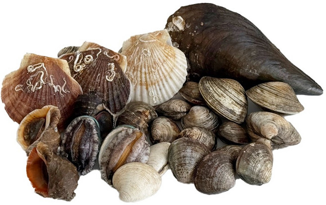 두팜 조개구이 2kg 세트 조개모듬 캠핑조개, 고급세트 2kg 내외, 1세트