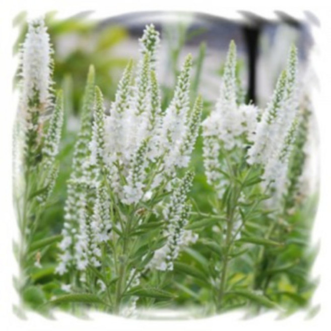 [꽃씨]베로니카, (꼬리풀)스피카타 알바 : 약50립, 1개