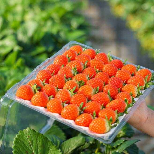 [당일수확]GAP 산지직송 프리미엄 설향 딸기 생딸기, 1개, 35~42과(미니딸기)