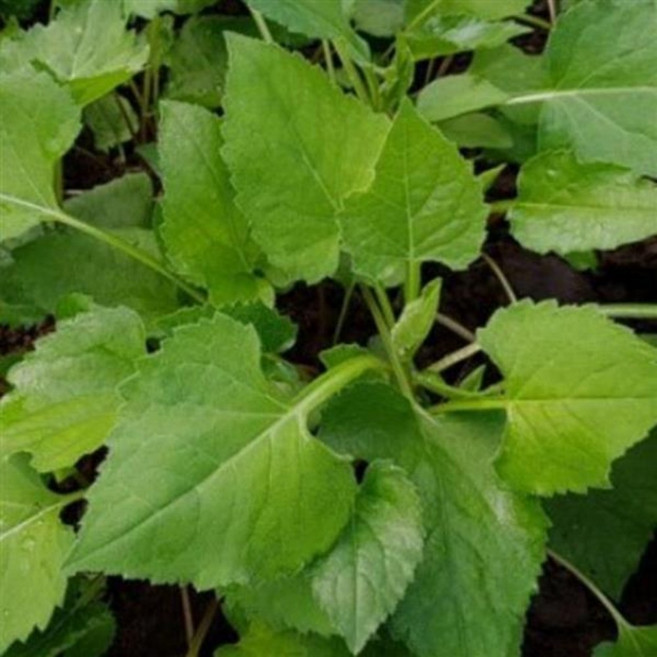 국내산 생취나물 노지나물 봄나물, 1개, 1kg