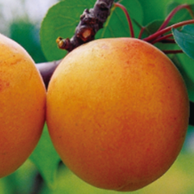 나무1번지- 살구맛자두맛 두가지 하나로 플럼코트 나무 묘목 1년생 상묘, 1개, 살구자두 플럼코트 상묘