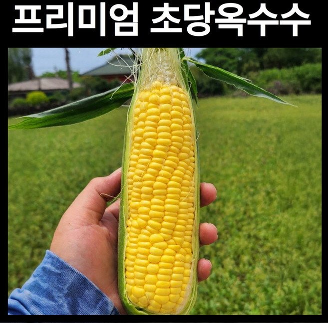 [당일수확 급냉] 프리미엄 초당옥수수 생으로 먹는 꿀옥수수 고당도 여름간식 15cm 이상, 1박스, 10개입(특품)
