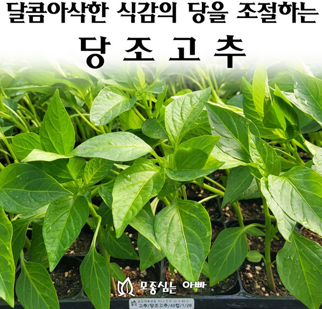 [모종심는아빠] 달콤아삭한 식감의 당을 조절하는 당조고추 모종, 3개, 모종(컵포트)