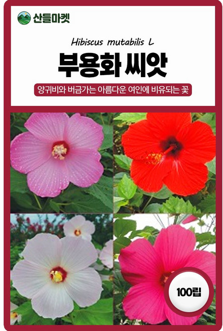 세인화분 부용화 100립 - 국산 야생화 꽃 씨 씨앗, 2개