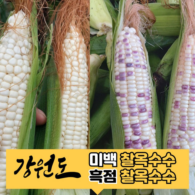 [강원도] 쫀득한 강원도 찰옥수수 찐옥수수 산지직송 당일수확, 찐 찰옥수수, 1개, 30개