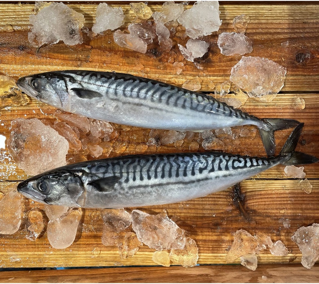 노르웨이고등어 특대사이즈 5팩 반건조해서 더 촉촉한고등어 간고등어 고등어필렛 고등어살, 5팩(900g내외)