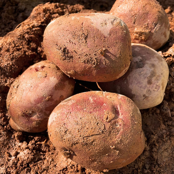 국내산 카스테라 햇 홍감자 자주감자 붉은감자 3kg 5kg 10kg 씨감자, 1박스, 3kg (대)